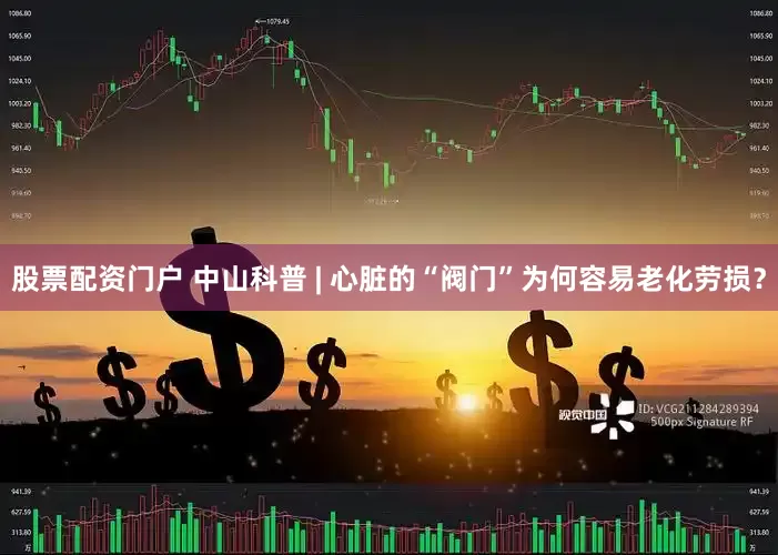 股票配资门户 中山科普 | 心脏的“阀门”为何容易老化劳损？